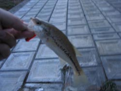 �v���e�B�[�V���b�h